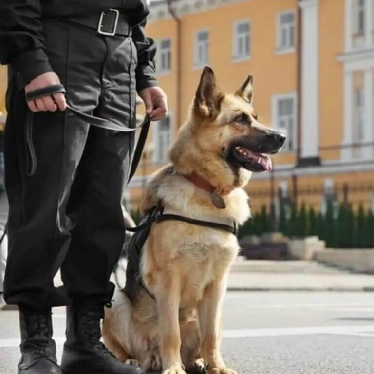 A trained German Shepherd security dog sitting alertly next to a K9 handler in a public area.